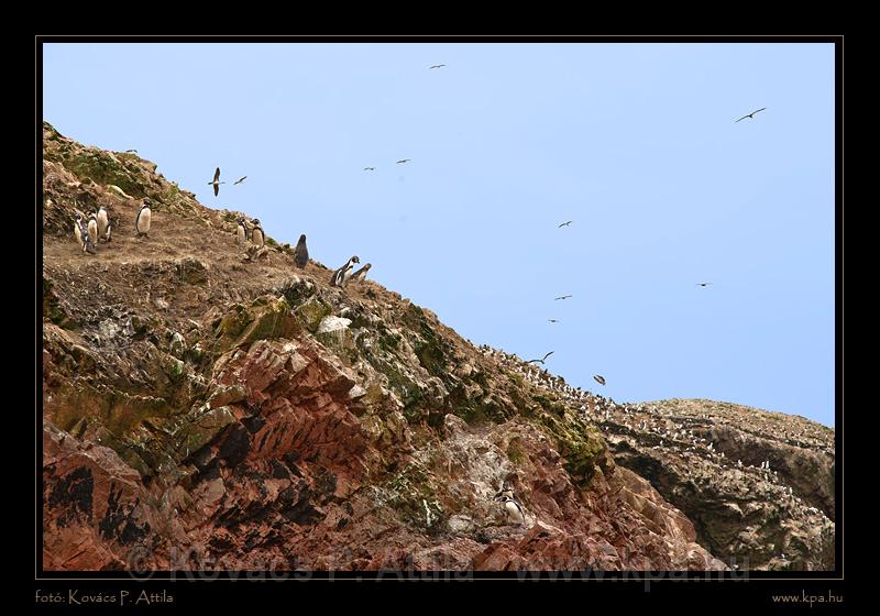 Ballestas Islands 017.jpg